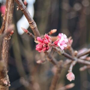 Viburnum × bodnantense 'Charles Lamont' 150-175 cm